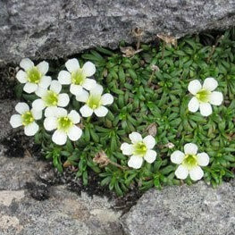 Fundraising Page: Laurie Schweighardt